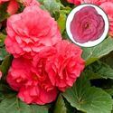 Bild von Begonia knol P12 tub. Rose